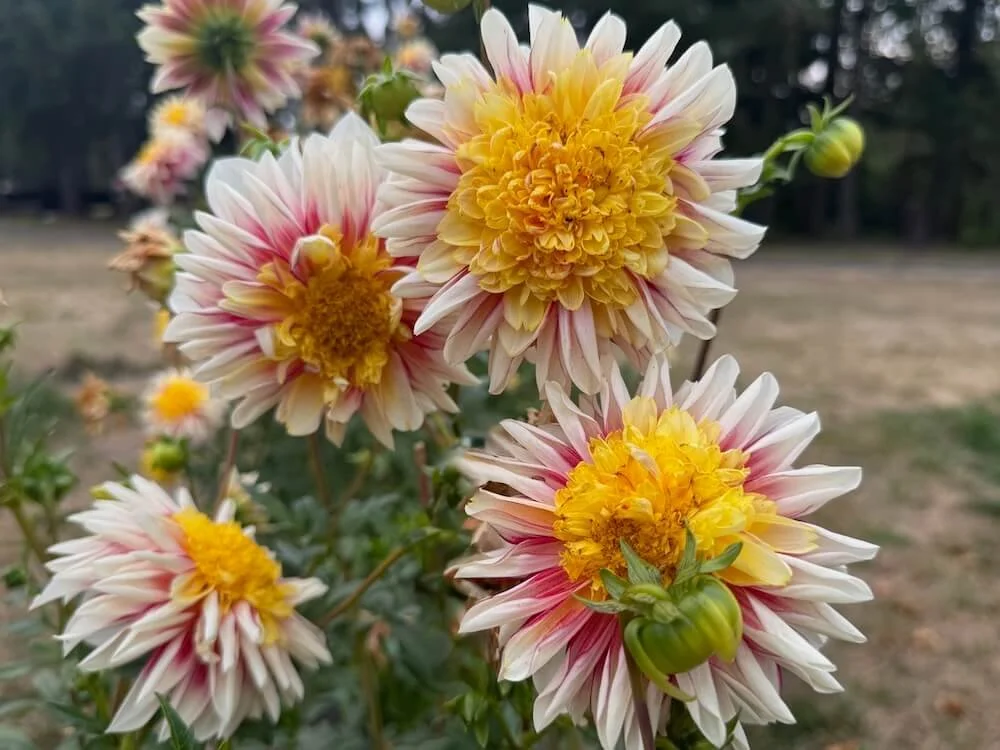その他 DAHLIA Dahlia 'Bridezilla' — Northwest Blooms